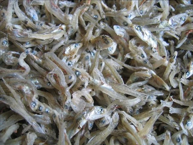 잔멸치(가이리멸치)2~5cm 상세 이미지