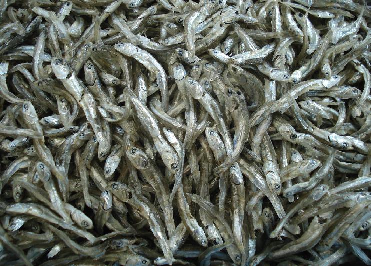 중멸치 (고바멸치) 제품 이미지