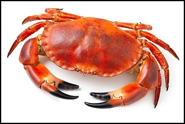 신선한 꽃게 식재료