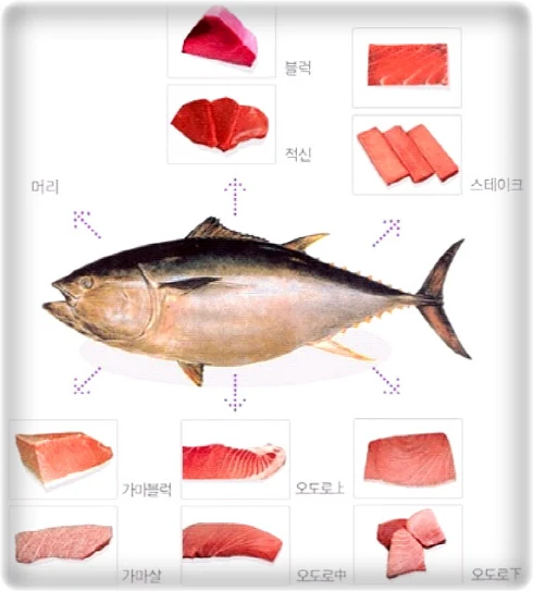 참치 관련 이미지 3